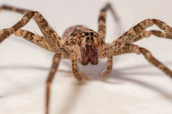 Dospělý Potulný Pavouk Rodu Nothroctenus — Stock fotografie