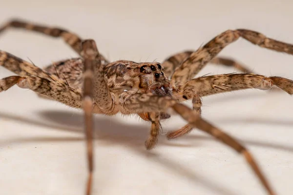 Adulto Feminino Vagando Aranha Gênero Nothroctenus — Fotografia de Stock