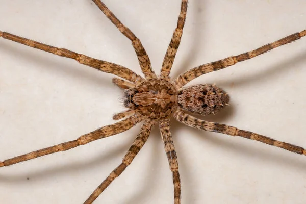 Adulto Feminino Vagando Aranha Gênero Nothroctenus — Fotografia de Stock