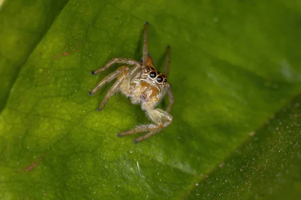 Dospělý Samice Skákající Pavouk Rodu Frigga — Stock fotografie