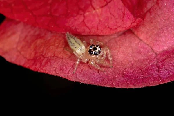Malý Skákající Pavouk Rodu Colonus Červeném Květu — Stock fotografie
