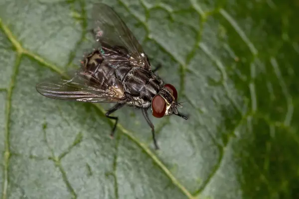 Fly Genus Stomoxys — Fotografia de Stock