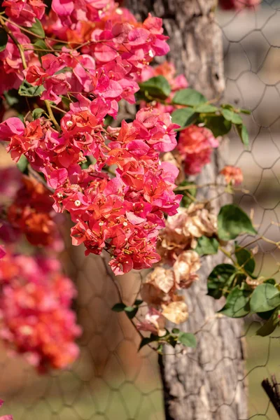 Άνθη Καλλωπιστικών Φυτών Του Είδους Bougainvillea Glabra — Φωτογραφία Αρχείου