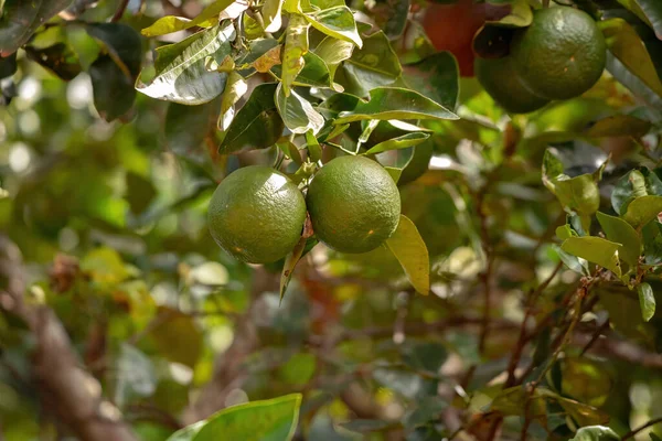 Orange Fruit Species Citrus Aurantium Selective Focus — Stock Photo, Image