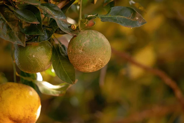 Orange Fruit Species Citrus Aurantium Selective Focus — Stock Photo, Image