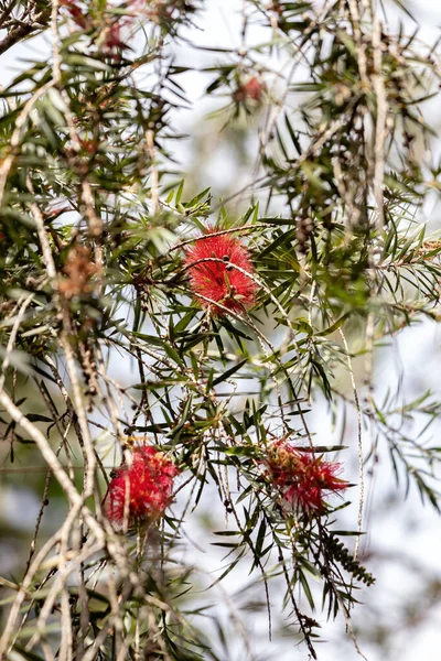 Червонувато Бузкова Квітка Виду Melaleuca Citrina — стокове фото