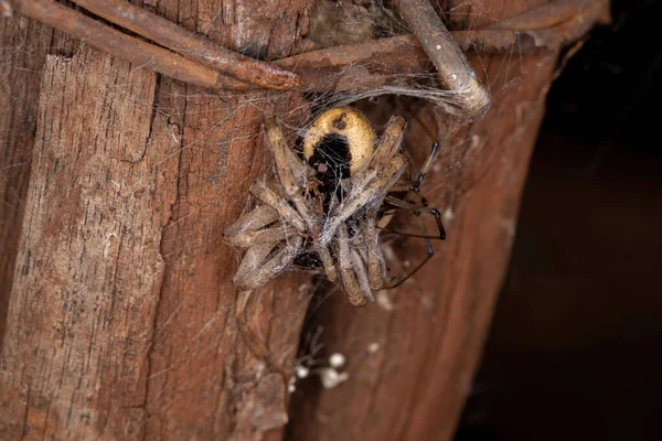 Aranha Lobo Adulto Família Lycosidae Presa Por Uma Aranha Viúva — Fotografia de Stock