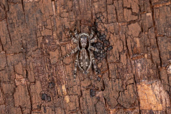 Pequena Parede Cinza Saltando Aranha Espécie Menemerus Bivittatus — Fotografia de Stock