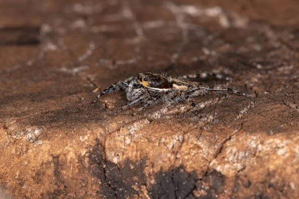 Küçük Gri Duvar Atlayan Örümcek Türü Menemerus Bivittatus — Stok fotoğraf