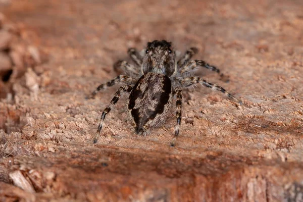 Μικρό Γκρι Τείχος Jumping Spider Του Είδους Menemerus Bivittatus — Φωτογραφία Αρχείου