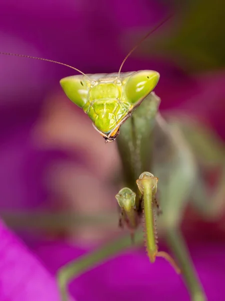 Adulte Femelle Mantide Subadulte Genre Oxyopsis Sur Une Fleur Rose — Photo