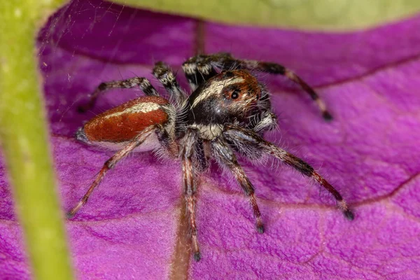 Adult Male Jumping Spider Genus Frigga — Stock Photo, Image