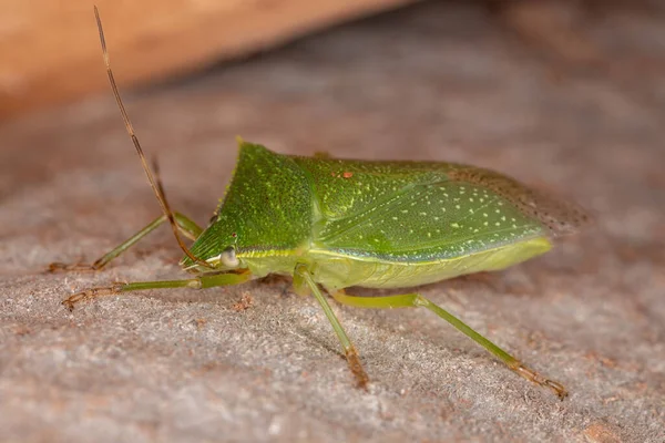 Ενηλίκων Stink Bug Του Genus Loxa — Φωτογραφία Αρχείου