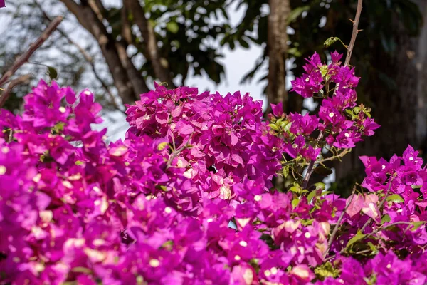 Άνθη Καλλωπιστικών Φυτών Του Είδους Bougainvillea Glabra — Φωτογραφία Αρχείου