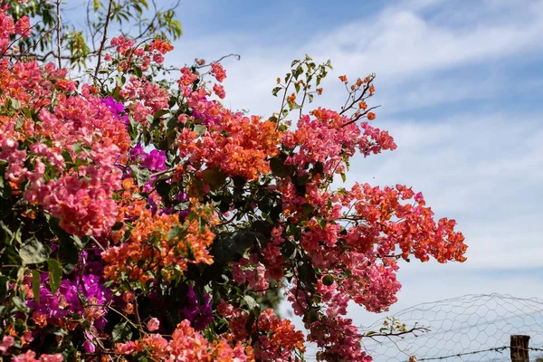Plantas Ornamentales Flores Especie Bougainvillea Glabra —  Fotos de Stock