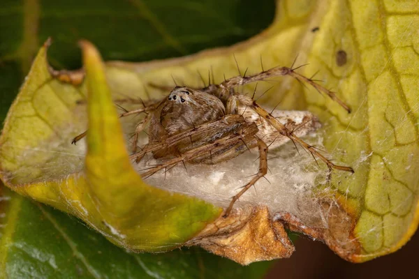 Volwassen Vrouwelijke Gestreepte Lynx Spin Van Het Geslacht Oxyopes Die — Stockfoto