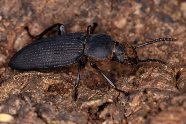 Adult Darkling Beetle Del Género Zophobas —  Fotos de Stock