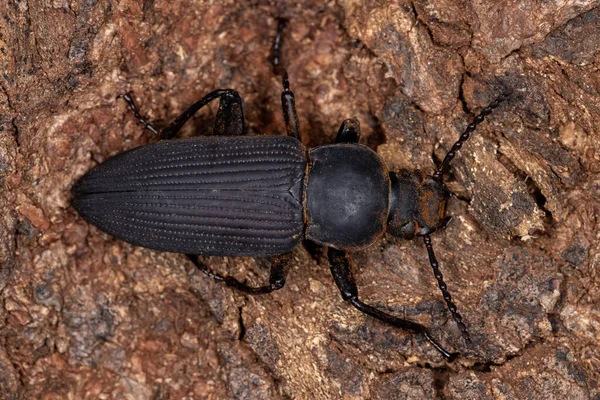 Adult Darkling Beetle Genus Zophobas — Stock Photo, Image