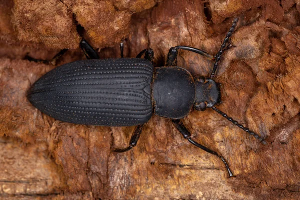 Ενηλίκων Darkling Beetle Του Γένους Zophobas — Φωτογραφία Αρχείου