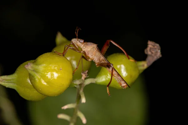 Adult Broad Headed Bug Genus Hyalymenus — Stock Photo, Image