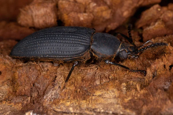 Zophobas Nemhez Tartozó Kifejlett Darkling Beetle — Stock Fotó