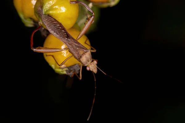 Dorośli Bug Szerokogłowy Rodzaju Hyalymenus — Zdjęcie stockowe