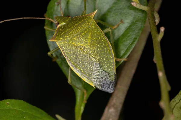 Loxa Cinsinin Yetişkin Kokulu Böceği — Stok fotoğraf