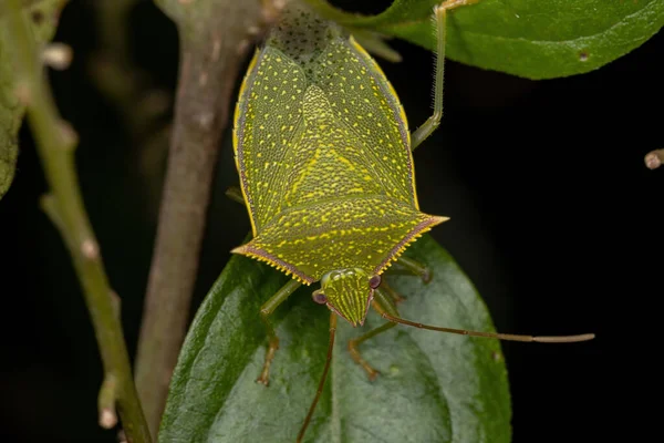 Adult Stink Bug Genus Loxa — Stock Photo, Image