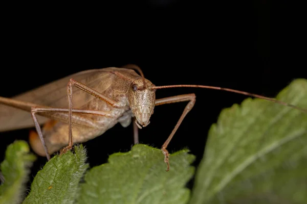 Foglia Adulta Femminile Katydid Del Genere Hyperophora — Foto Stock