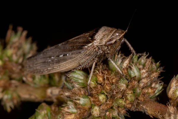 Adulto Leafhopper Típico Espécie Sordana Sordida — Fotografia de Stock