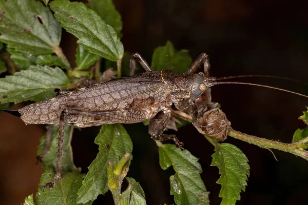 Adult True Katydid Arten Meroncidius Flavolimbatus — Stockfoto