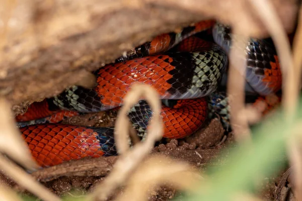 Фальшива Коралова Змія Виду Oxyrhopus Guibei — стокове фото