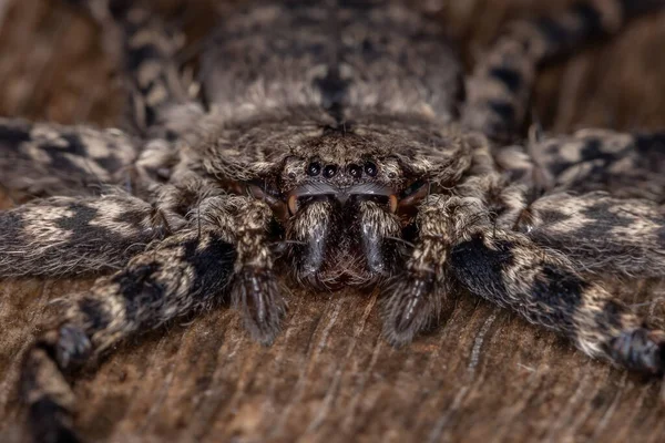 Ragno Adulto Dagli Occhi Mezzaluna Del Genere Selenops — Foto Stock