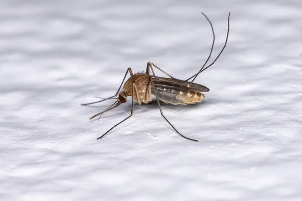 Ενηλίκων Culicine Mosquito Του Genus Culex — Φωτογραφία Αρχείου