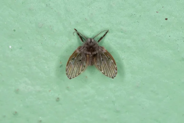Yetişkin Banyo Güvesi. Tıkanmış albipunctata.