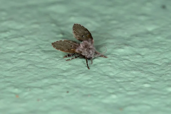 Adulto Banheiro Traça Midge Espécie Clogmia Albipunctata — Fotografia de Stock