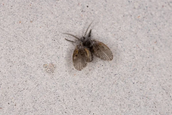 Yetişkin Banyo Güvesi. Tıkanmış albipunctata.