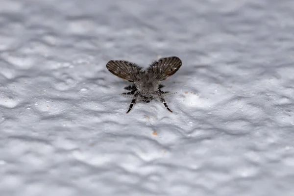 Adulto Banheiro Traça Midge Espécie Clogmia Albipunctata — Fotografia de Stock