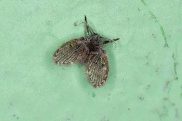 Adulto Banheiro Traça Midge Espécie Clogmia Albipunctata — Fotografia de Stock