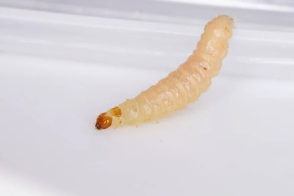 Pequeña Larva Mariposa Orden Lepidoptera — Foto de Stock