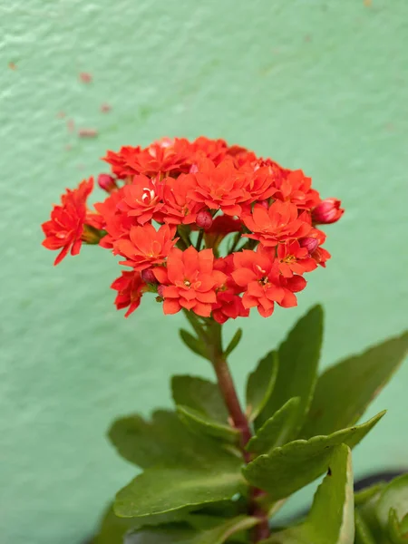 Flaming Katy Red Flower Species Kalanchoe Blossfeldiana Selective Focus — Stock Photo, Image