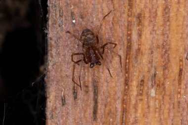 Scytodes cinsinin kahverengi tüküren örümceği