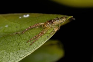 Thomisidae ailesinin küçük yengeç örümceği.