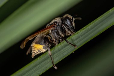 Adult Honey Wasp of the Genus Brachygastra clipart