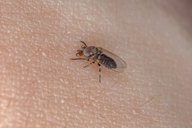 Adult Black Fly of the Family Simuliidae sucking blood from a human on the skin clipart