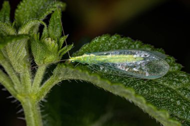 Alt familya Chrysopinae 'den Yetişkin Tipik Yeşil Lacewing