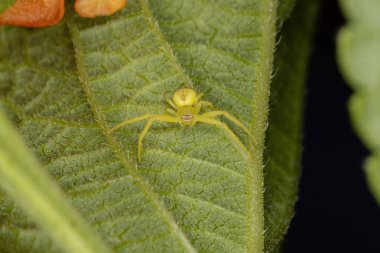 Thomisidae ailesinin küçük yengeç örümceği.