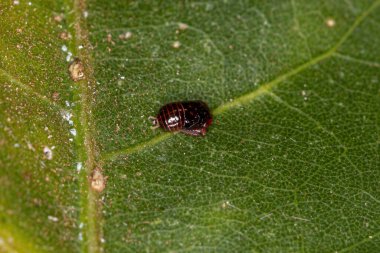 Cicadellidae familyasından küçük tipik Leafhopper Nymph.