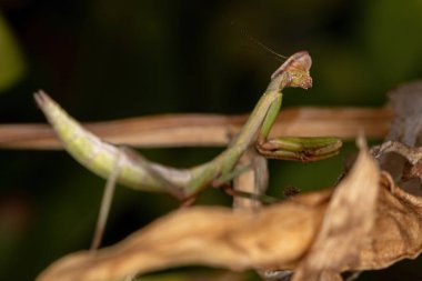 Oxyopsis cinsinden Küçük Mantid Nymph