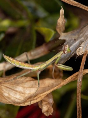 Oxyopsis cinsinden Küçük Mantid Nymph